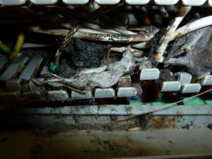 Schade muis meterkast